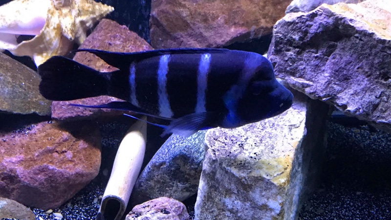 Cyphotilapia gibberosa 'Lupota'